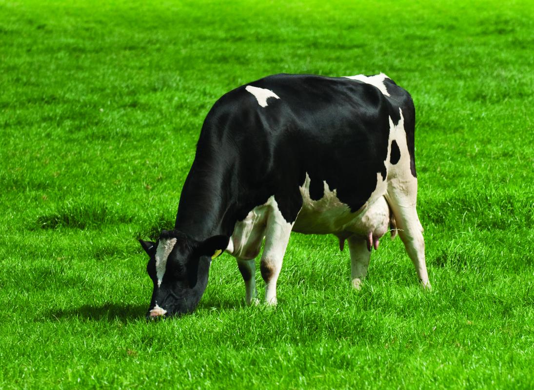 early-lactation-management-is-key-to-successful-breeding-news